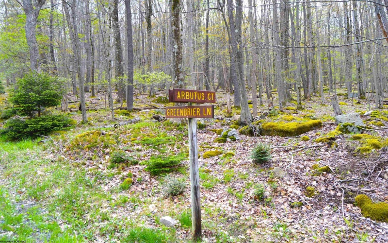 103 - 104 Arbutus Court, Terra Alta, West Virginia 26764, ,Lots/land,For Sale,Arbutus,10164735
