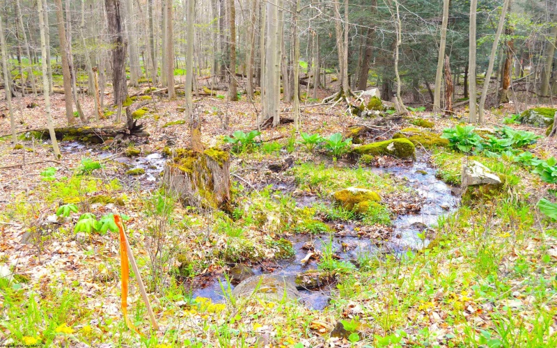 103 - 104 Arbutus Court, Terra Alta, West Virginia 26764, ,Lots/land,For Sale,Arbutus,10164735