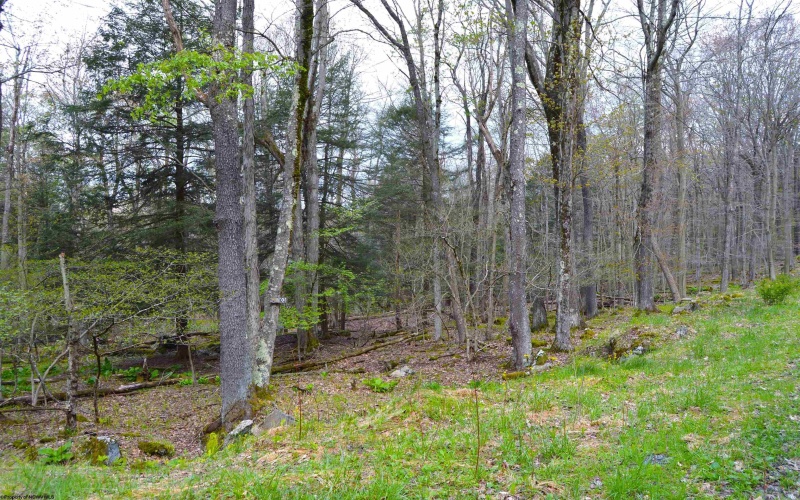 103 - 104 Arbutus Court, Terra Alta, West Virginia 26764, ,Lots/land,For Sale,Arbutus,10164735