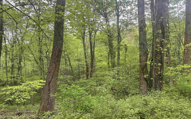3003 Pell Road, Kingwood, West Virginia 26537, ,Lots/land,For Sale,Pell,10164740 3003 Pell Road, Kingwood, West Virginia 26537, ,Lots/land,For Sale,Pell,10164740