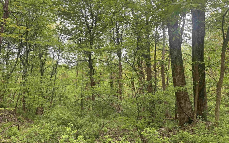 3003 Pell Road, Kingwood, West Virginia 26537, ,Lots/land,For Sale,Pell,10164740 3003 Pell Road, Kingwood, West Virginia 26537, ,Lots/land,For Sale,Pell,10164740