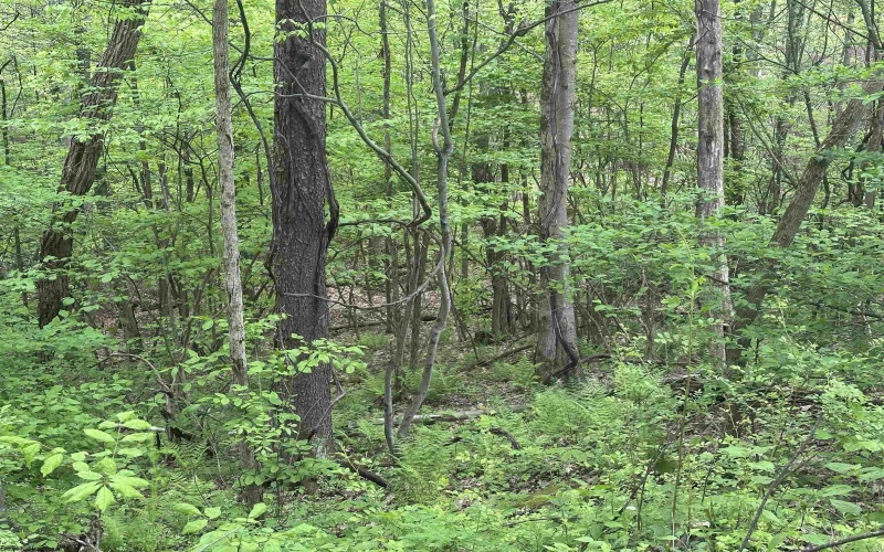 3003 Pell Road, Kingwood, West Virginia 26537, ,Lots/land,For Sale,Pell,10164740 3003 Pell Road, Kingwood, West Virginia 26537, ,Lots/land,For Sale,Pell,10164740
