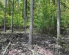 TBD Rt. 219 Highway, Valley Bend, West Virginia 26293, ,Lots/land,For Sale,Rt. 219,10164761