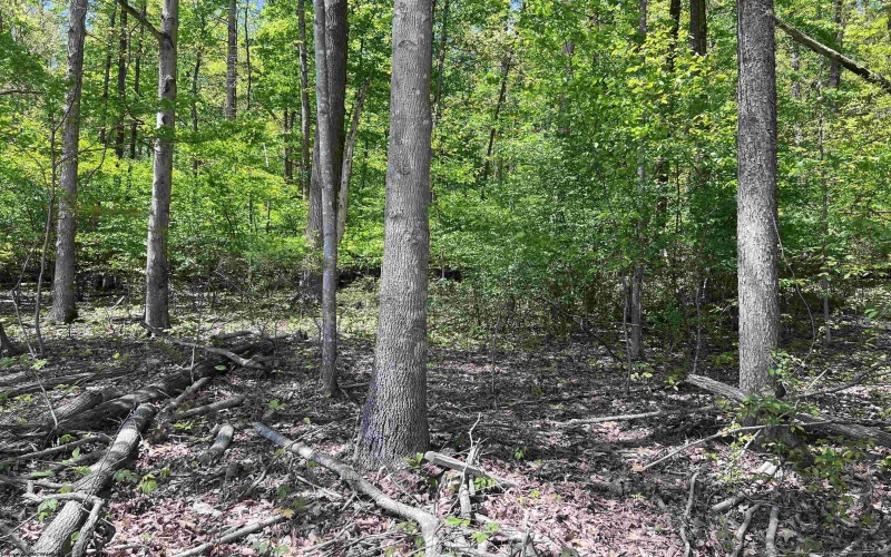 TBD Rt. 219 Highway, Valley Bend, West Virginia 26293, ,Lots/land,For Sale,Rt. 219,10164761