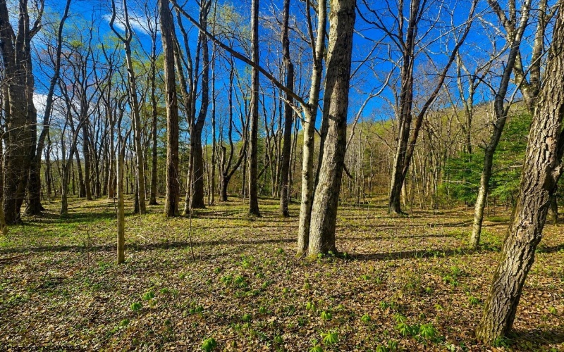 TBD Bobolink Drive, Terra Alta, West Virginia 26764, ,Lots/land,For Sale,Bobolink,10164777