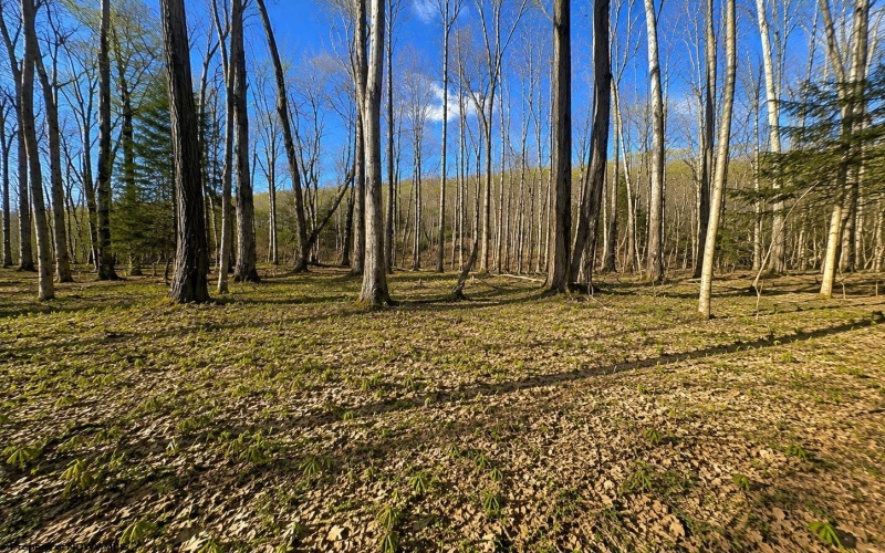 TBD Bobolink Drive, Terra Alta, West Virginia 26764, ,Lots/land,For Sale,Bobolink,10164777