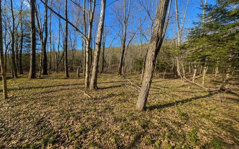 TBD Bobolink Drive, Terra Alta, West Virginia 26764, ,Lots/land,For Sale,Bobolink,10164777
