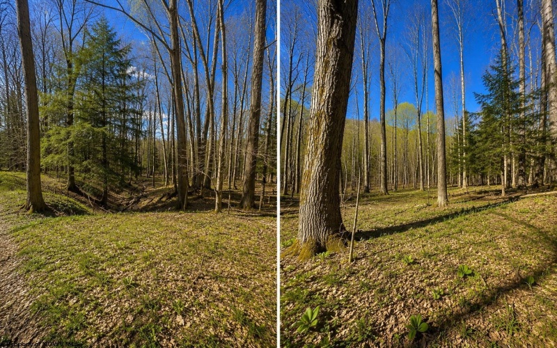 TBD Bobolink Drive, Terra Alta, West Virginia 26764, ,Lots/land,For Sale,Bobolink,10164777