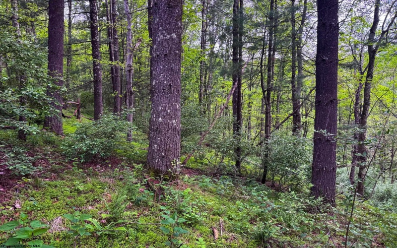 2086 Teagarden Fork Road, Metz, West Virginia 26585, 1 Bedroom Bedrooms, 4 Rooms Rooms,1 BathroomBathrooms,Single Family Detached,For Sale,Teagarden Fork,10164771
