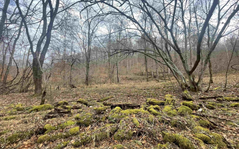 TBD Sand Fork Road, Walkersville, West Virginia 26447, ,Lots/land,For Sale,Sand Fork,10162503