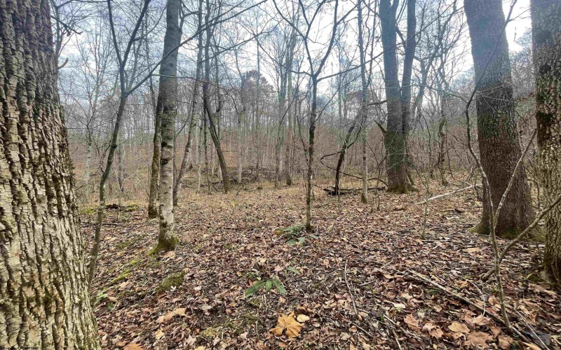 TBD Sand Fork Road, Walkersville, West Virginia 26447, ,Lots/land,For Sale,Sand Fork,10162503