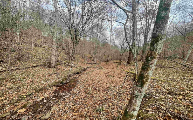 TBD Sand Fork Road, Walkersville, West Virginia 26447, ,Lots/land,For Sale,Sand Fork,10162503