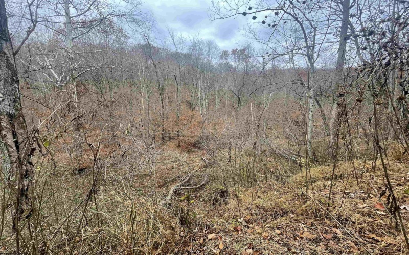 TBD Sand Fork Road, Walkersville, West Virginia 26447, ,Lots/land,For Sale,Sand Fork,10162503