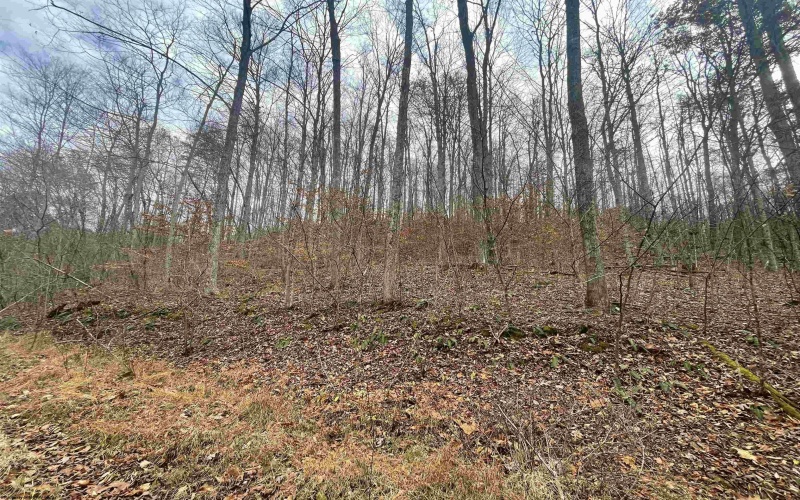 TBD Sand Fork Road, Walkersville, West Virginia 26447, ,Lots/land,For Sale,Sand Fork,10162503