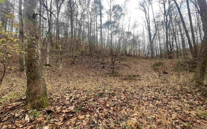 TBD Sand Fork Road, Walkersville, West Virginia 26447, ,Lots/land,For Sale,Sand Fork,10162503