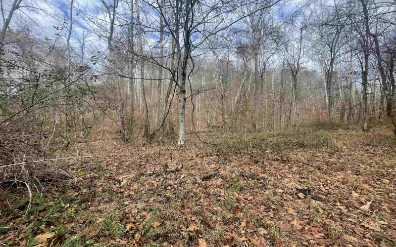 TBD Sand Fork Road, Walkersville, West Virginia 26447, ,Lots/land,For Sale,Sand Fork,10162503