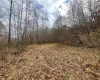 TBD Sand Fork Road, Walkersville, West Virginia 26447, ,Lots/land,For Sale,Sand Fork,10162503