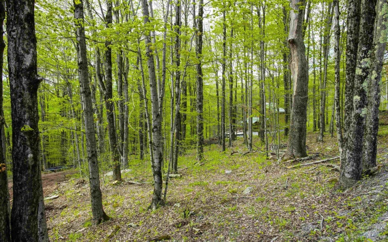 99 Fern Lane, Davis, West Virginia 26260, ,Lots/land,For Sale,Fern,10164854
