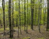 99 Fern Lane, Davis, West Virginia 26260, ,Lots/land,For Sale,Fern,10164854