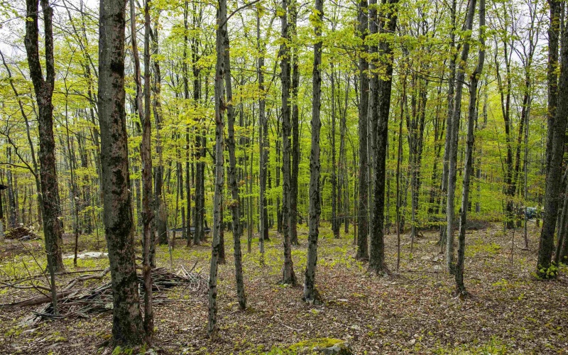 99 Fern Lane, Davis, West Virginia 26260, ,Lots/land,For Sale,Fern,10164854