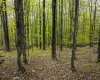 99 Fern Lane, Davis, West Virginia 26260, ,Lots/land,For Sale,Fern,10164854