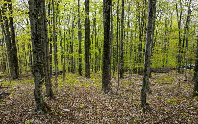 99 Fern Lane, Davis, West Virginia 26260, ,Lots/land,For Sale,Fern,10164854