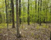 99 Fern Lane, Davis, West Virginia 26260, ,Lots/land,For Sale,Fern,10164854
