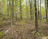 99 Fern Lane, Davis, West Virginia 26260, ,Lots/land,For Sale,Fern,10164854