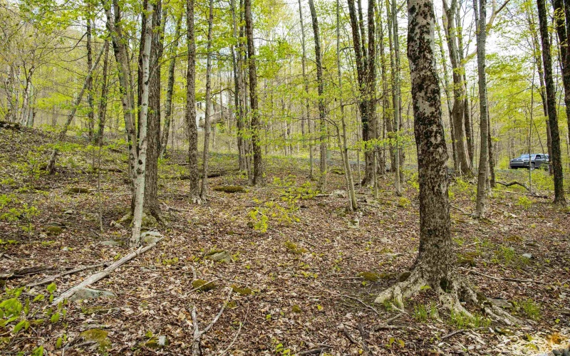 99 Fern Lane, Davis, West Virginia 26260, ,Lots/land,For Sale,Fern,10164854