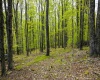 99 Fern Lane, Davis, West Virginia 26260, ,Lots/land,For Sale,Fern,10164854