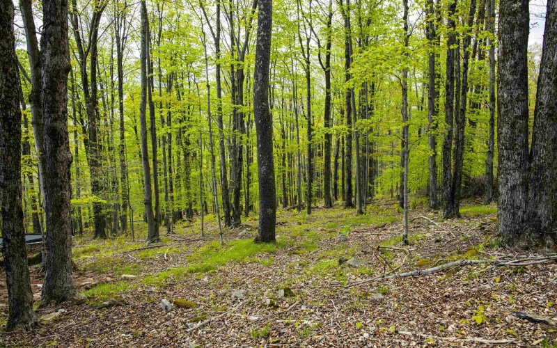 99 Fern Lane, Davis, West Virginia 26260, ,Lots/land,For Sale,Fern,10164854