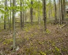 99 Fern Lane, Davis, West Virginia 26260, ,Lots/land,For Sale,Fern,10164854