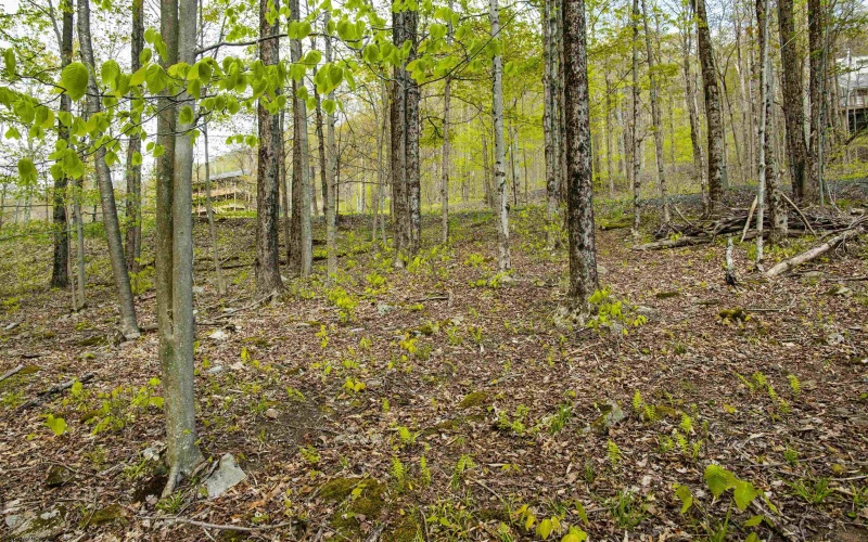 99 Fern Lane, Davis, West Virginia 26260, ,Lots/land,For Sale,Fern,10164854