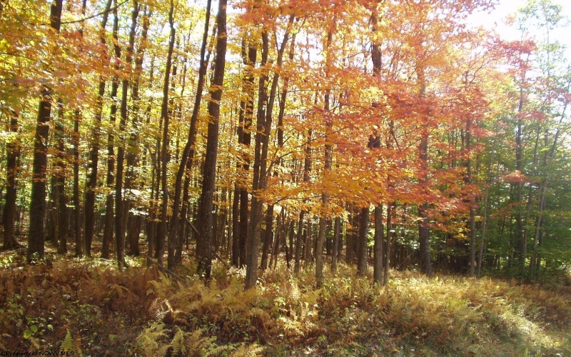 99 Fern Lane, Davis, West Virginia 26260, ,Lots/land,For Sale,Fern,10164854