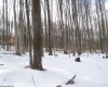 99 Fern Lane, Davis, West Virginia 26260, ,Lots/land,For Sale,Fern,10164854