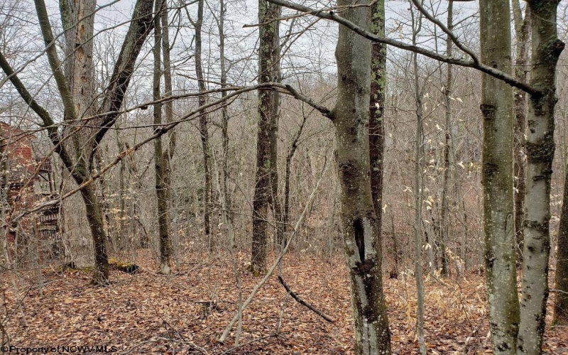 99 Fern Lane, Davis, West Virginia 26260, ,Lots/land,For Sale,Fern,10164854