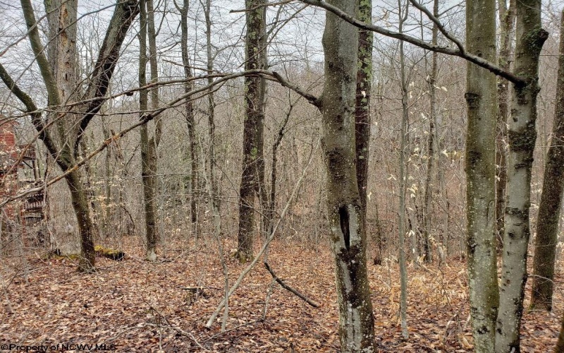 99 Fern Lane, Davis, West Virginia 26260, ,Lots/land,For Sale,Fern,10164854