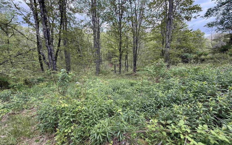 1154 Brady Gate Road, Valley Head, West Virginia 26294, ,Lots/land,For Sale,Brady Gate,10164862