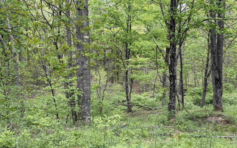 1154 Brady Gate Road, Valley Head, West Virginia 26294, ,Lots/land,For Sale,Brady Gate,10164862