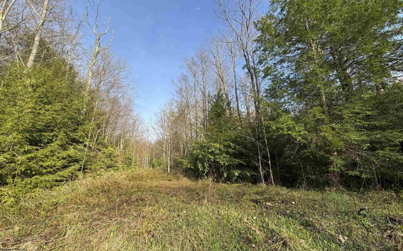 100 Miller Farm Lane, Dryfork, West Virginia 26263-2626, ,Lots/land,For Sale,Miller Farm,10164874