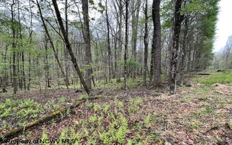 634 Joe Gibson Road, Newburg, West Virginia 26410, 1 Bedroom Bedrooms, 5 Rooms Rooms,1 BathroomBathrooms,Single Family Detached,For Sale,Joe Gibson,10164884