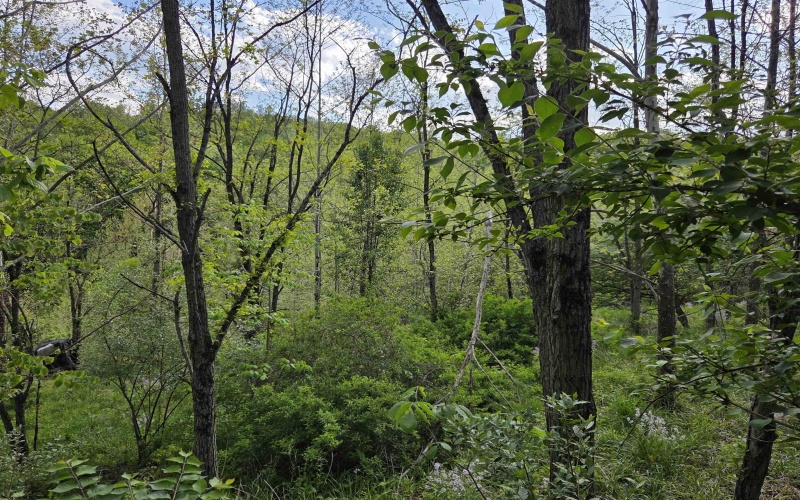 TBD Dupont Road, Westover, West Virginia 26501, ,Lots/land,For Sale,Dupont,10164909