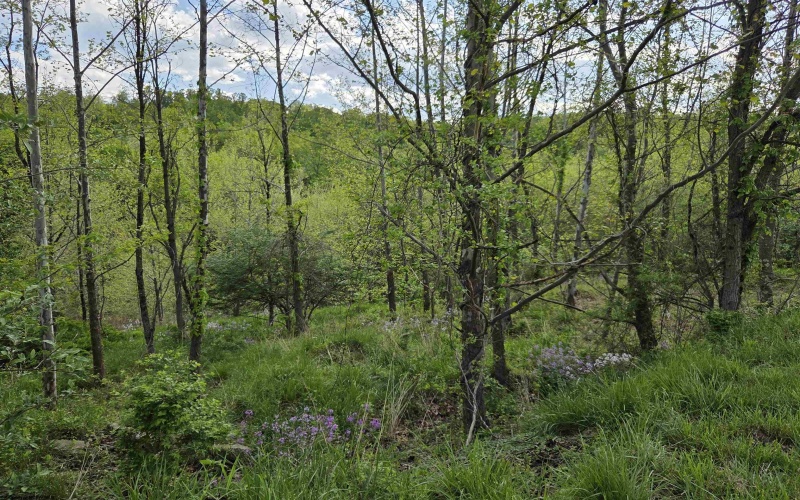 TBD Dupont Road, Westover, West Virginia 26501, ,Lots/land,For Sale,Dupont,10164909