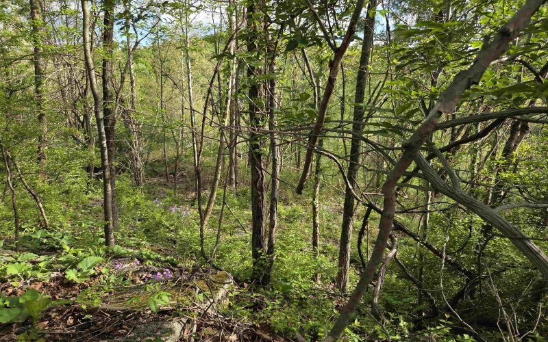 TBD Dupont Road, Westover, West Virginia 26501, ,Lots/land,For Sale,Dupont,10164909