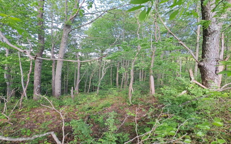 TBD Hudson Mill Road, Albright, West Virginia 26519, ,Lots/land,For Sale,Hudson Mill,10164936