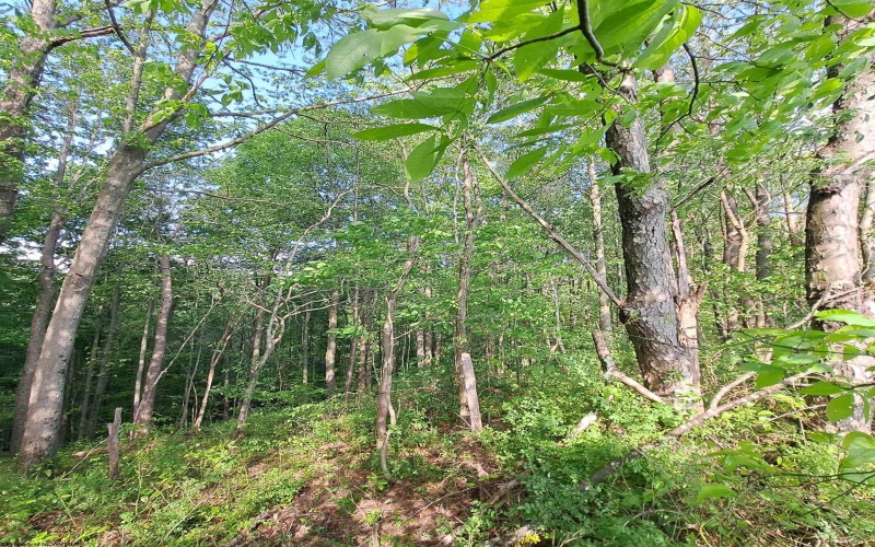 TBD Hudson Mill Road, Albright, West Virginia 26519, ,Lots/land,For Sale,Hudson Mill,10164936