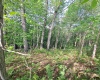 TBD Hudson Mill Road, Albright, West Virginia 26519, ,Lots/land,For Sale,Hudson Mill,10164936