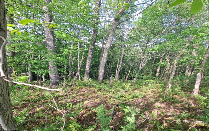 TBD Hudson Mill Road, Albright, West Virginia 26519, ,Lots/land,For Sale,Hudson Mill,10164936