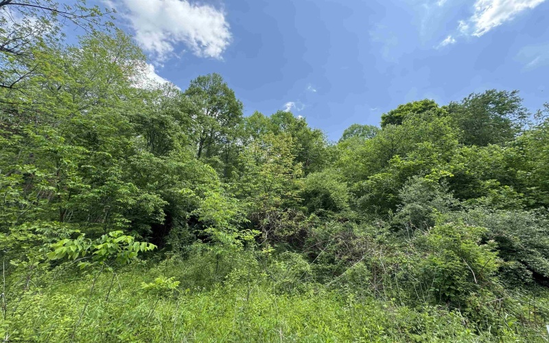 TBD Rock Camp Road, Wallace, West Virginia 26448, ,Lots/land,For Sale,Rock Camp,10164944