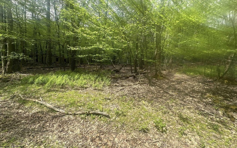Lot 197 Woodbine Drive, Terra Alta, West Virginia 26764, ,Lots/land,For Sale,Woodbine,10164983
